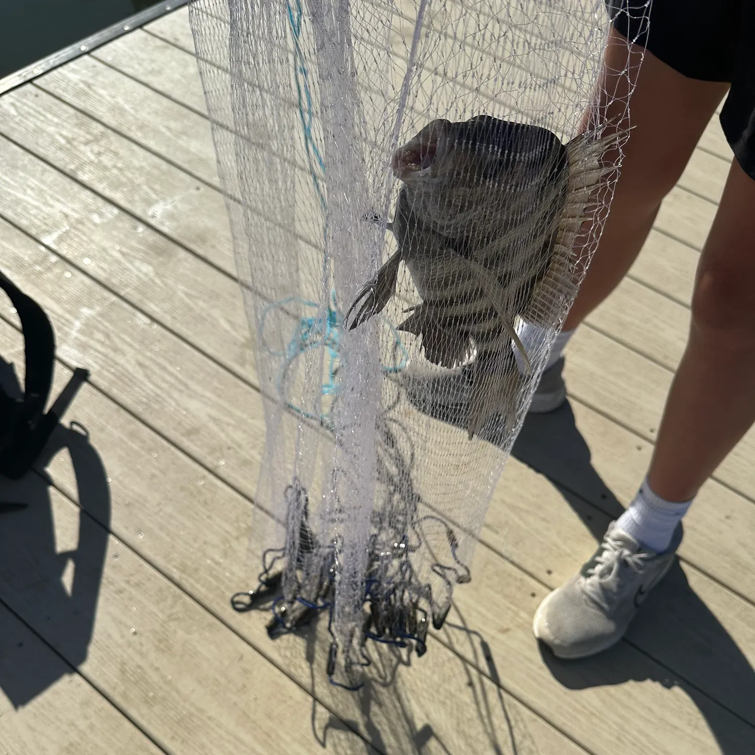 Sheepshead caught on Fishbrain