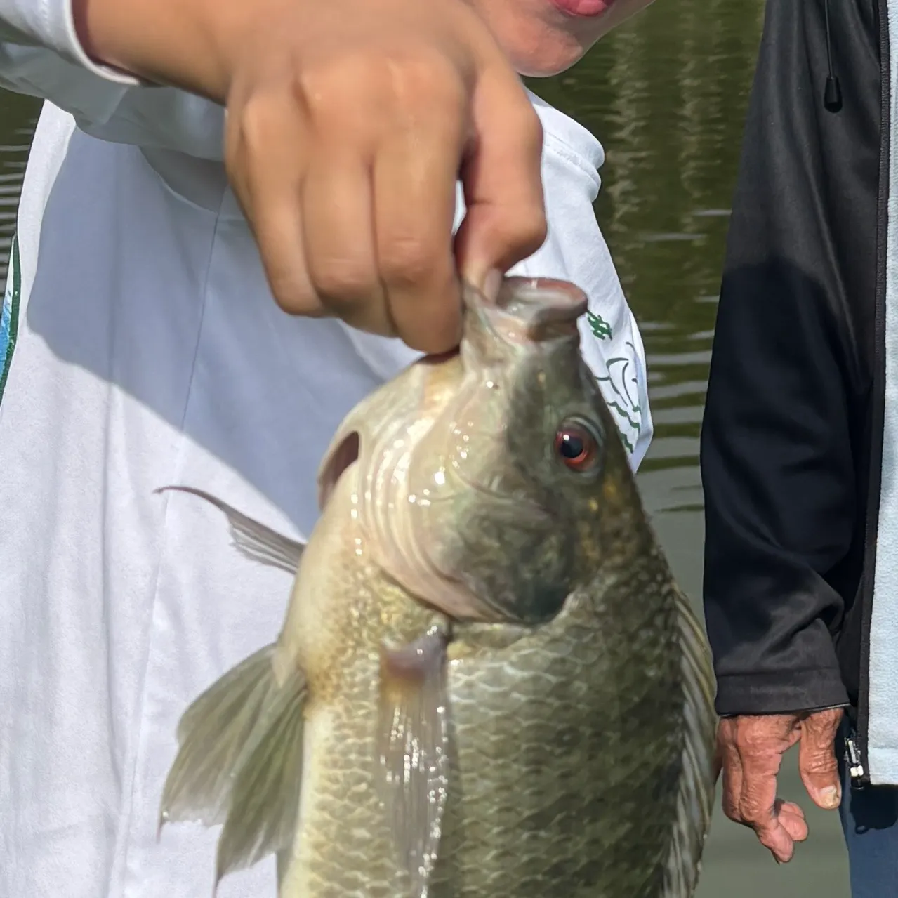 Nile tilapia caught on Fishbrain