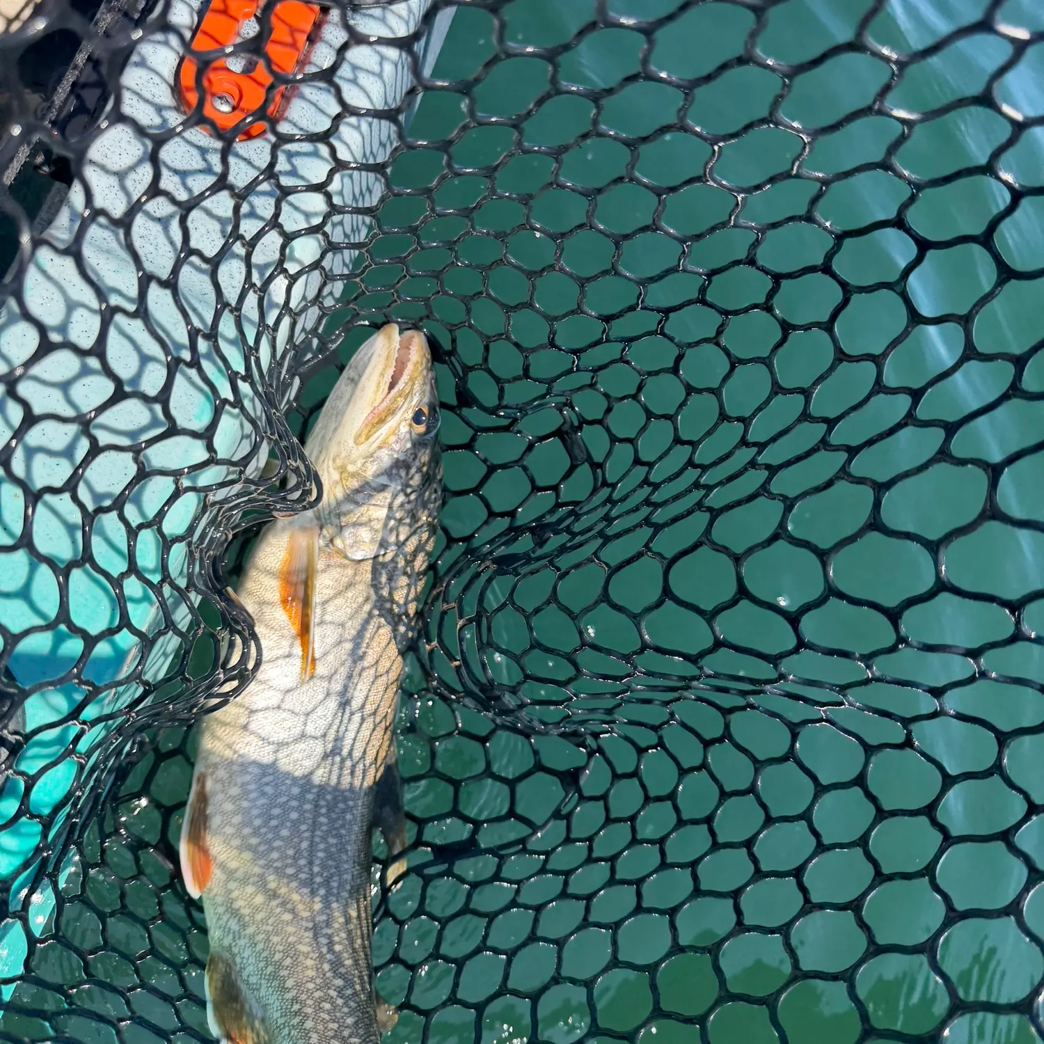 Lake char caught on Fishbrain
