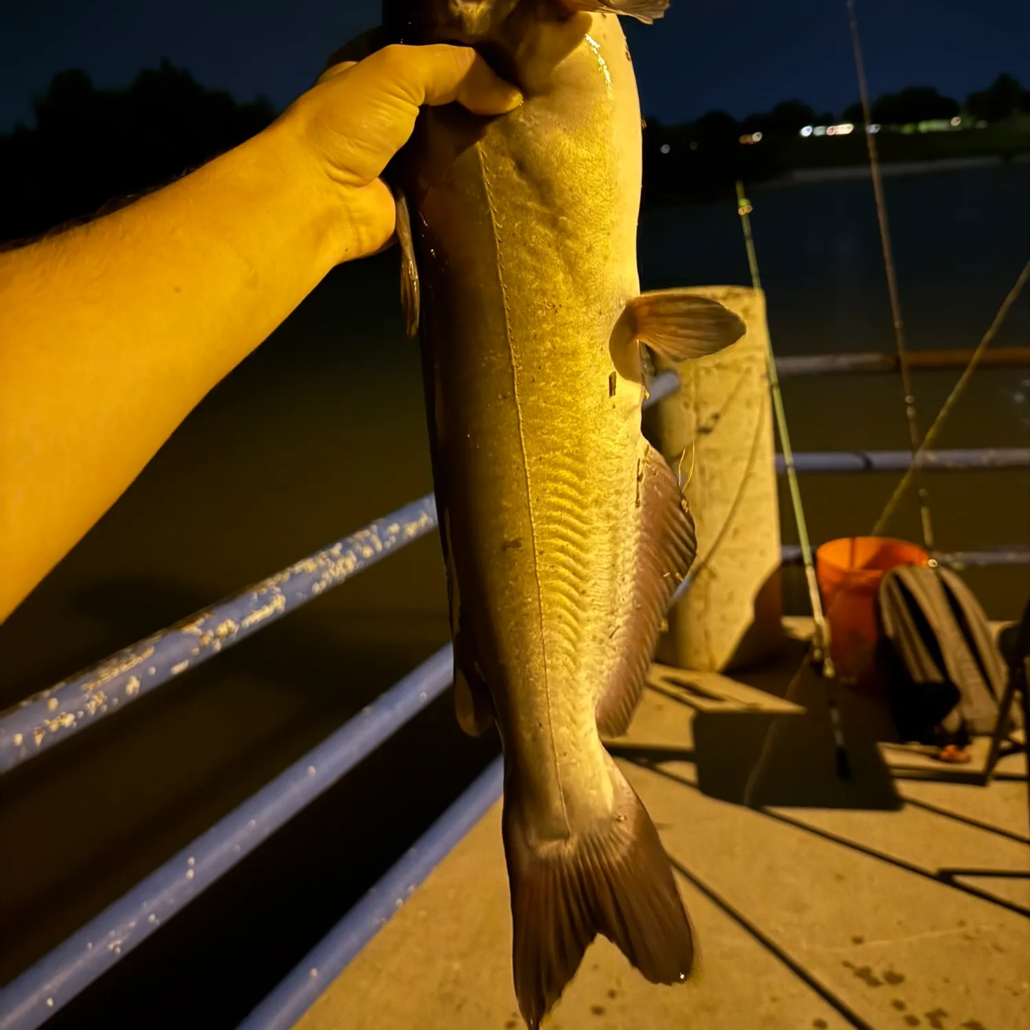 Channel catfish caught on Fishbrain