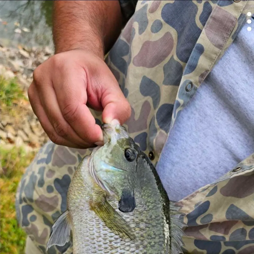 Bluegill caught on Fishbrain