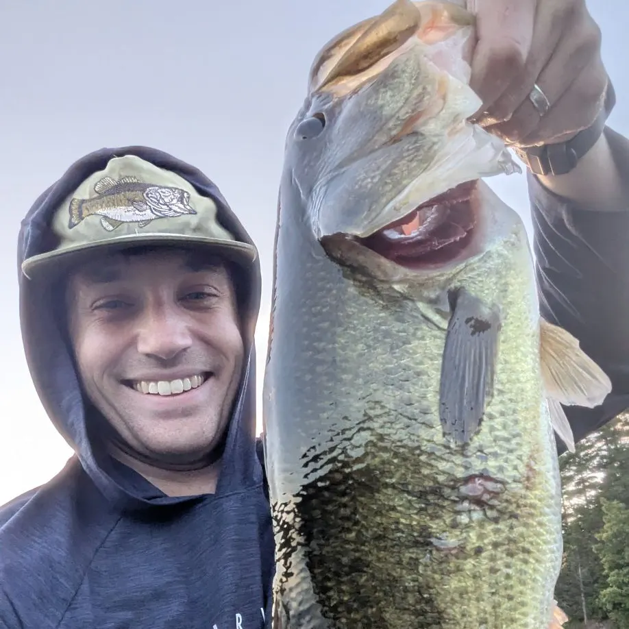 Largemouth bass caught on Fishbrain