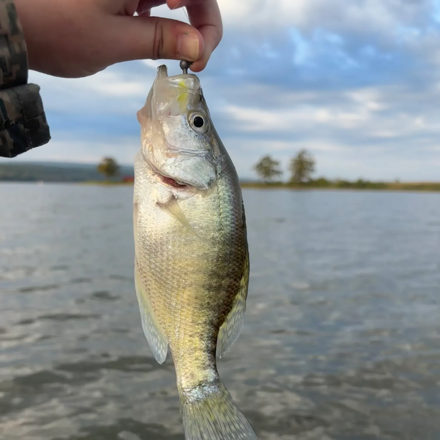 White crappie caught on Fishbrain