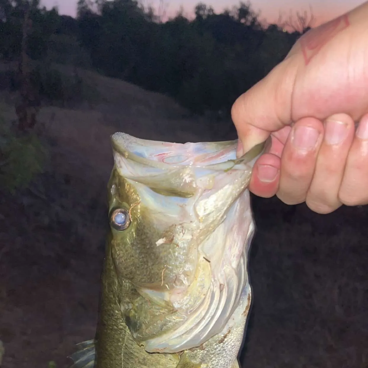Largemouth bass caught on Fishbrain