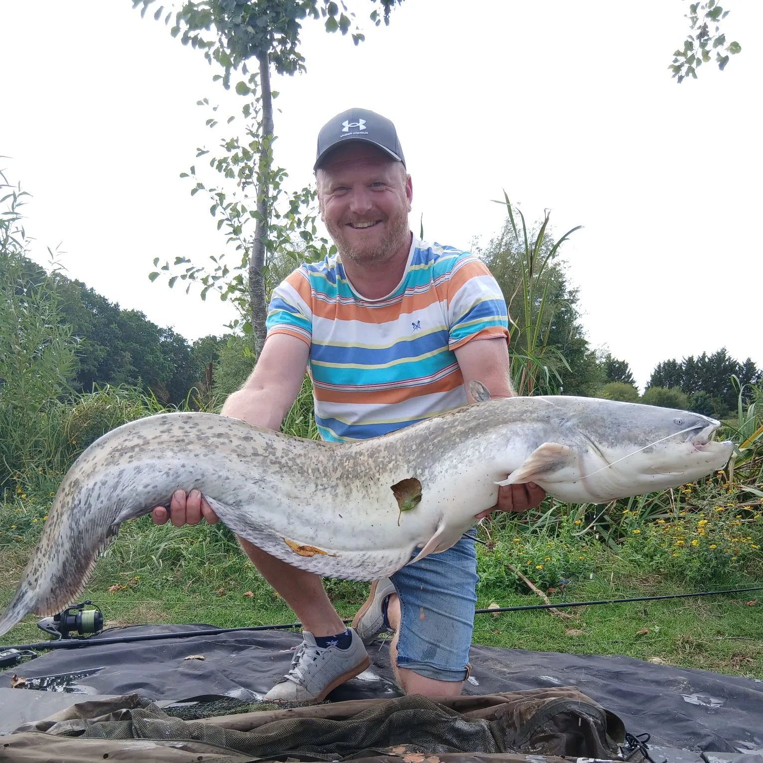 Wels catfish caught on Fishbrain