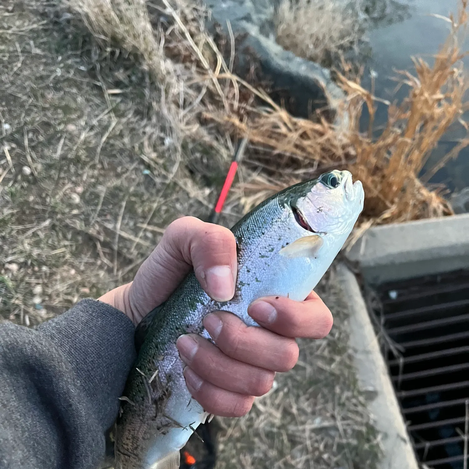 angler catch