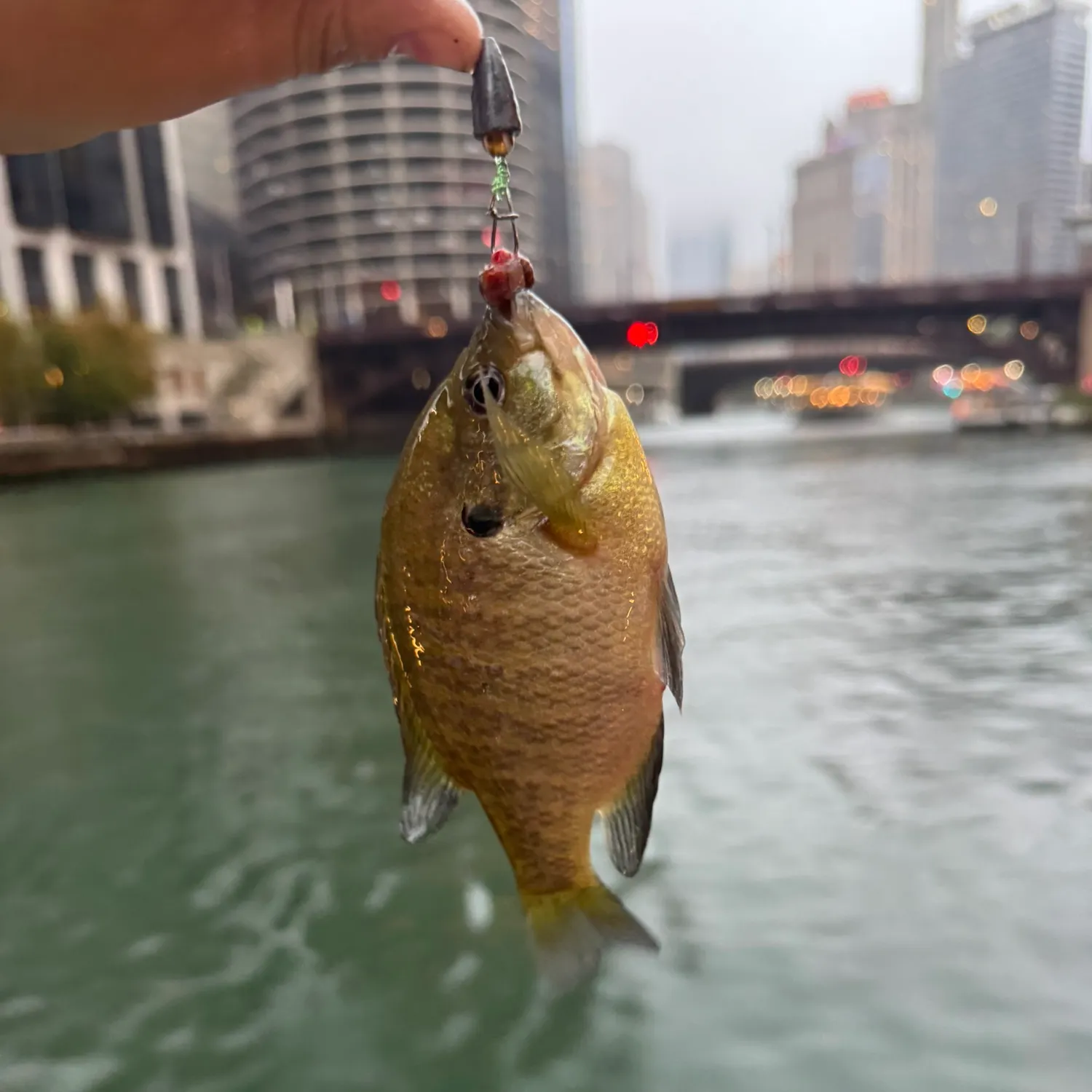 Bluegill caught on Fishbrain