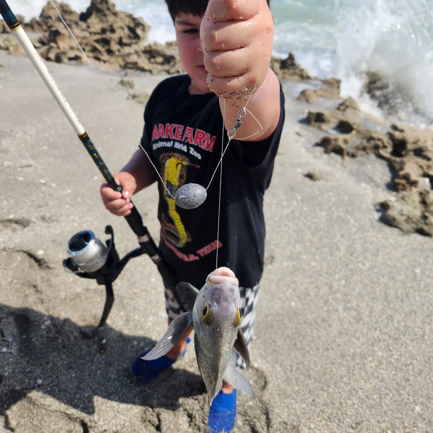 The most recent Black pacu catches on Fishbrain
