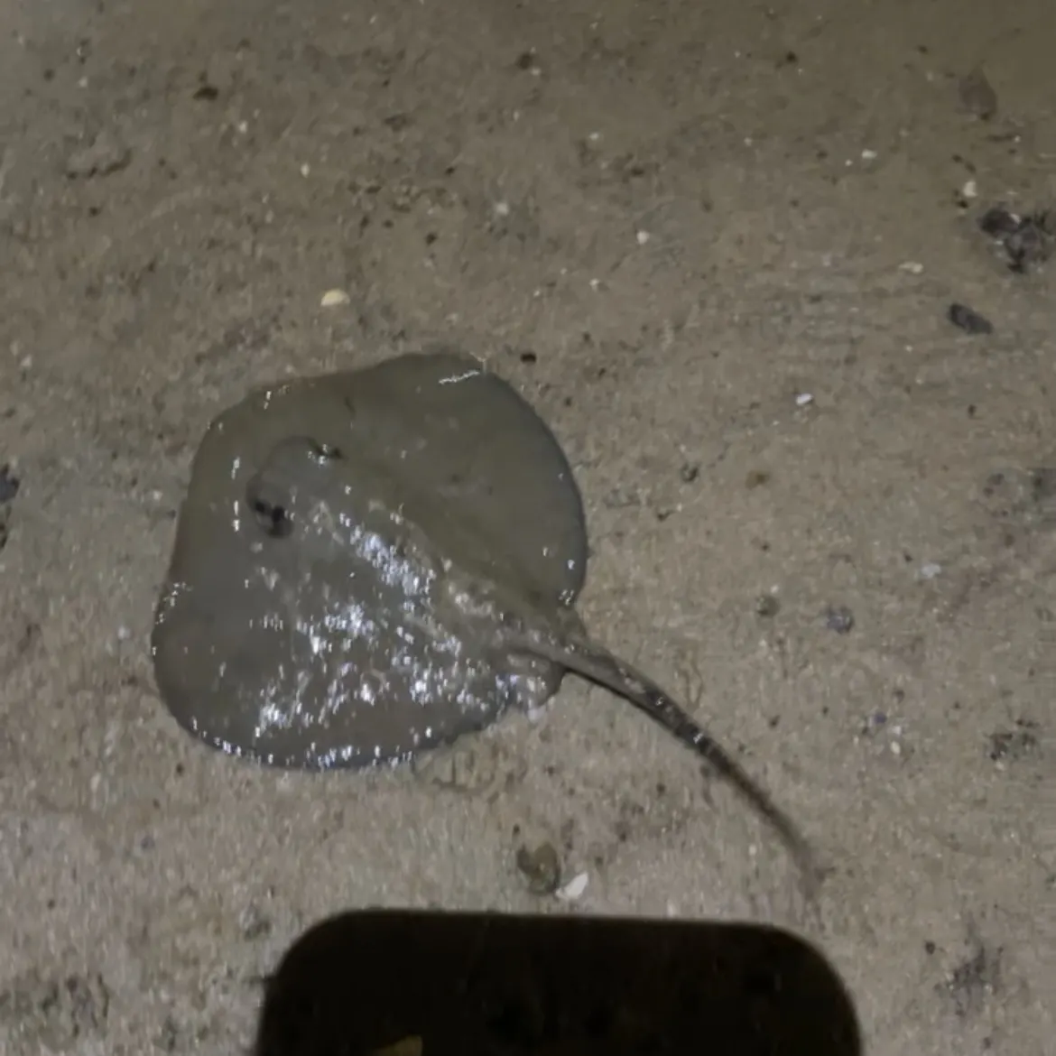 The most recent Common stingaree catches on Fishbrain