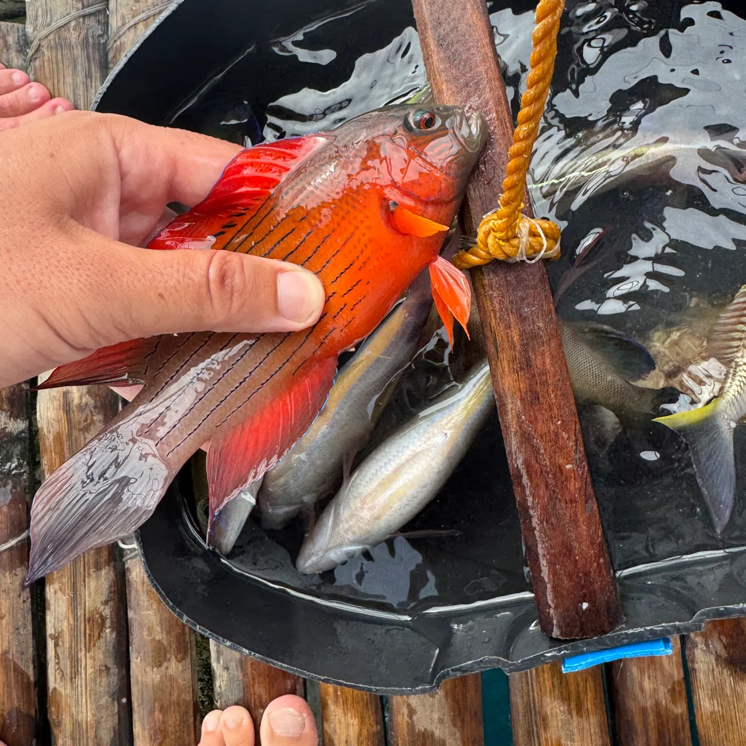 The most recent Sammara squirrelfish catches on Fishbrain