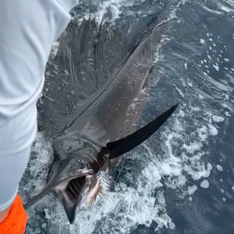 The most recent Indo-Pacific sailfish catches on Fishbrain
