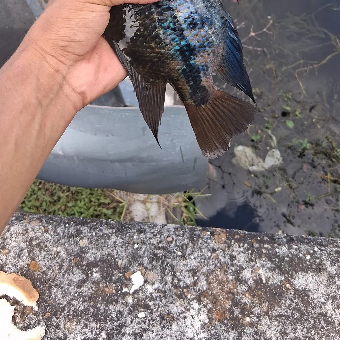 The most recent Redhead cichlid catches on Fishbrain