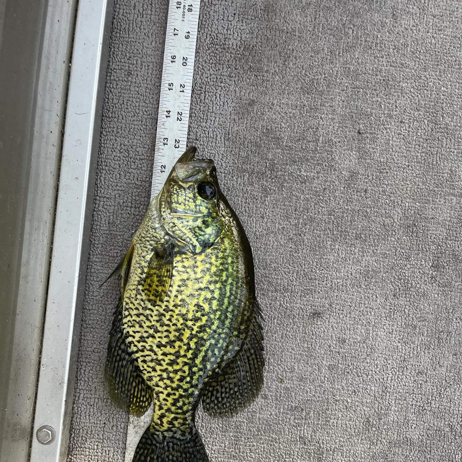 The most recent Black crappie catches on Fishbrain