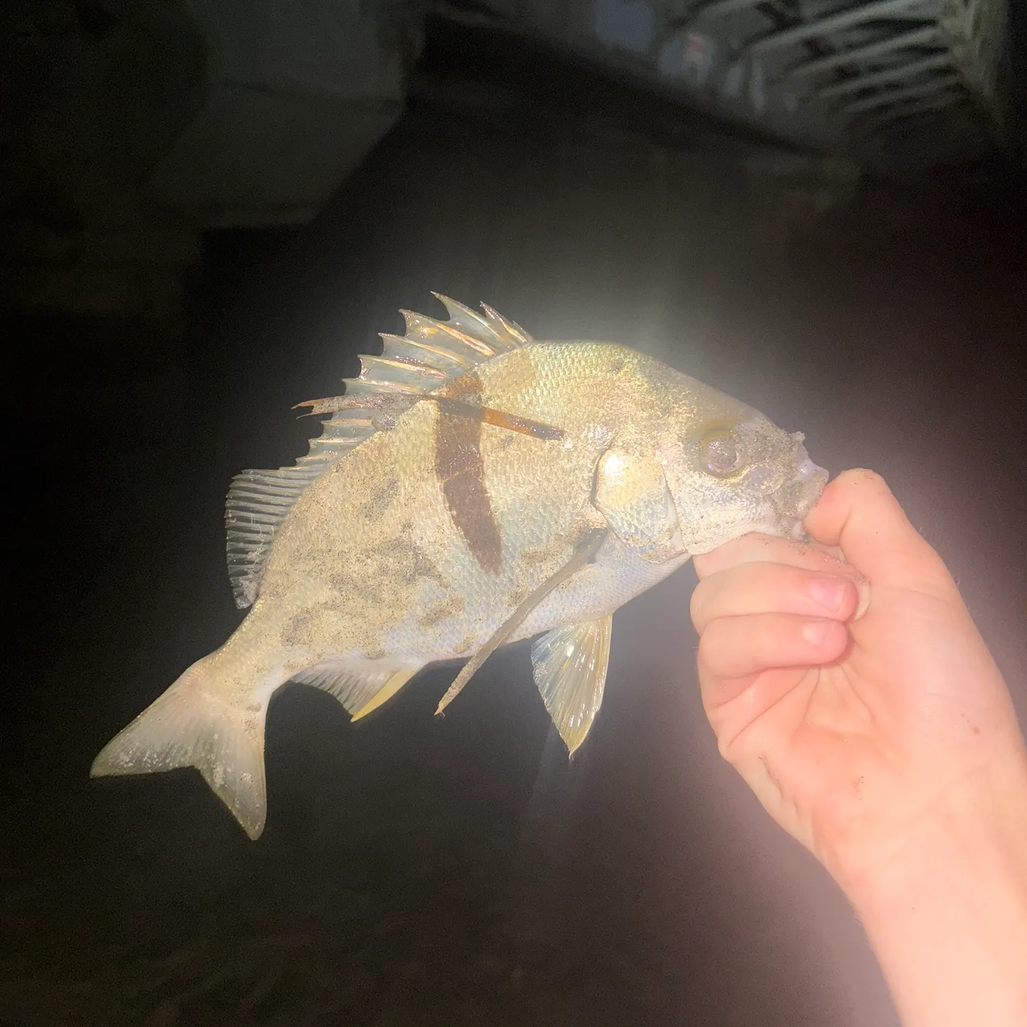Sargo caught on Fishbrain