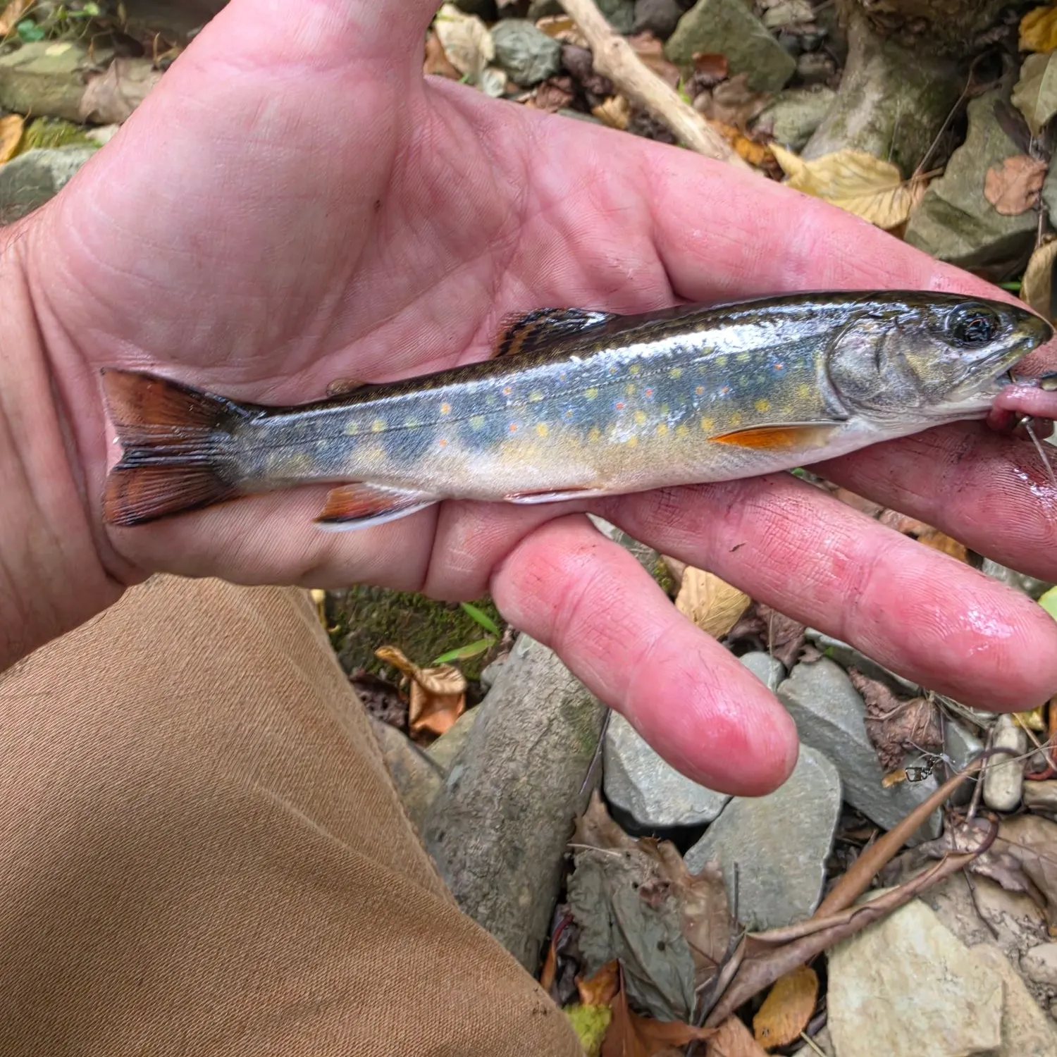 Brook trout caught on Fishbrain