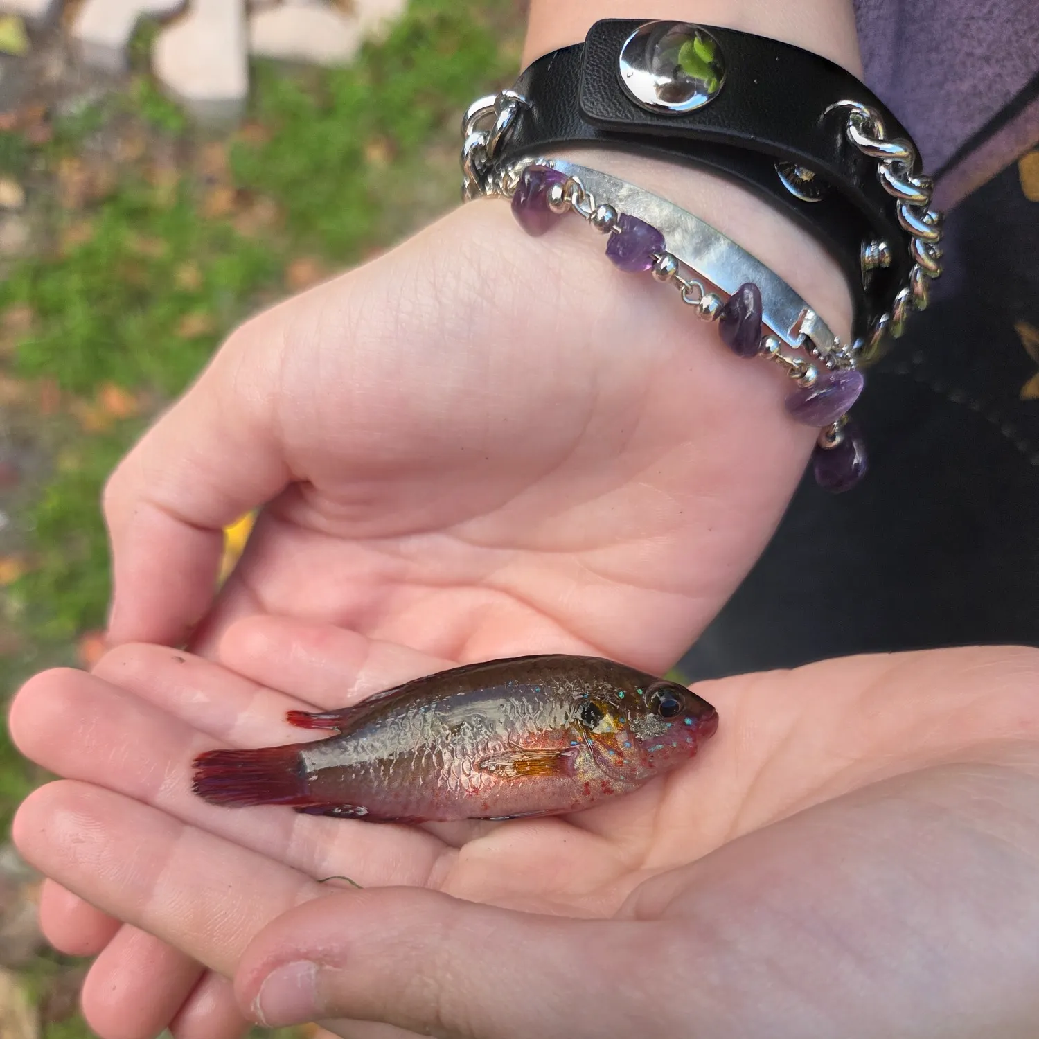 The most recent African Jewelfish catches on Fishbrain