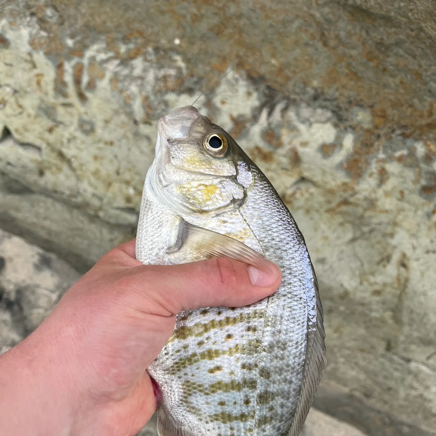 The most recent Barred surfperch catches on Fishbrain