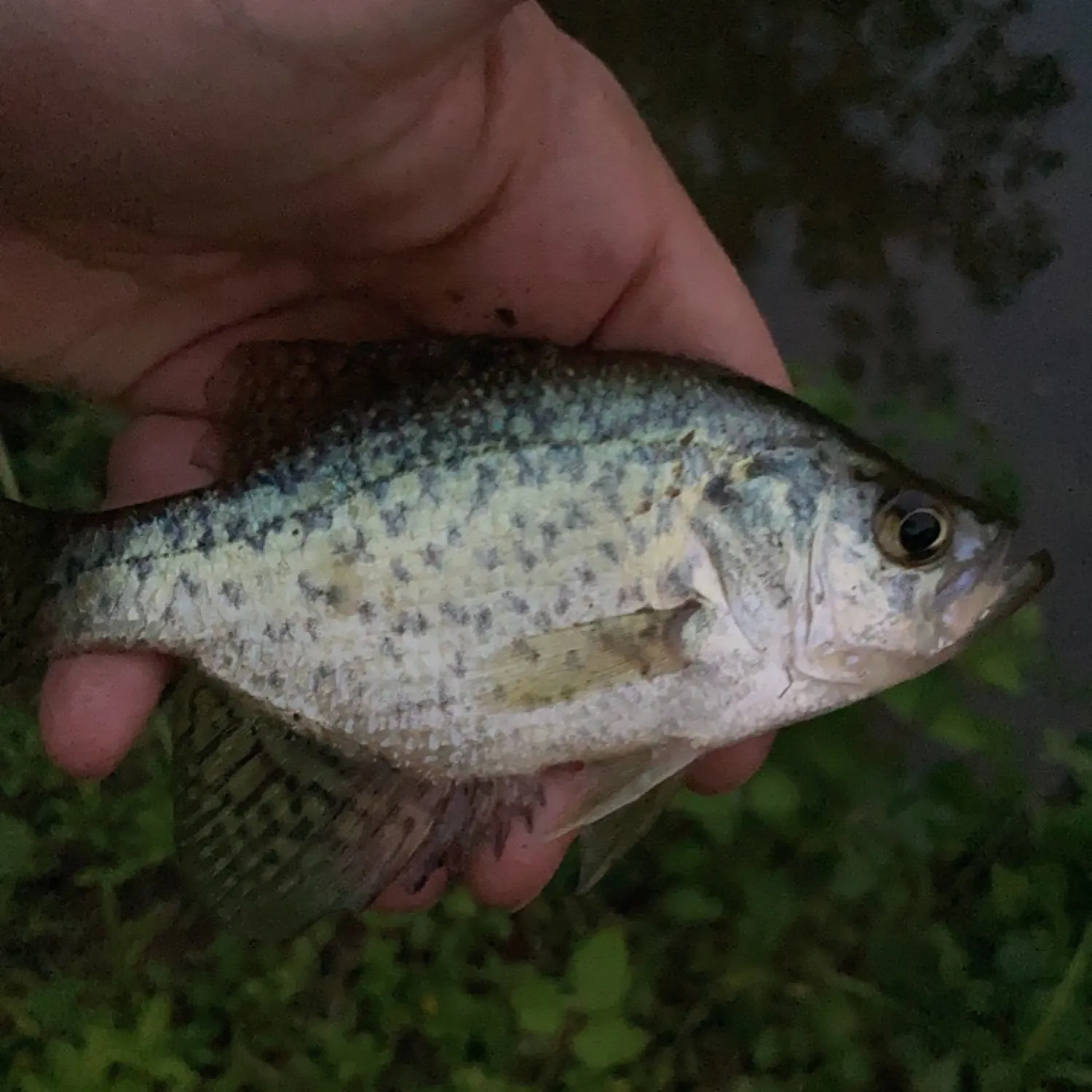 angler catch