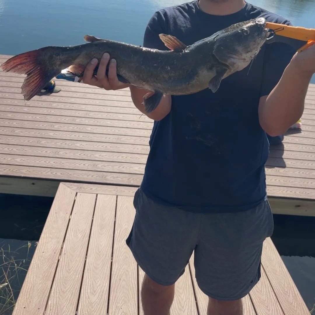 Channel catfish caught on Fishbrain