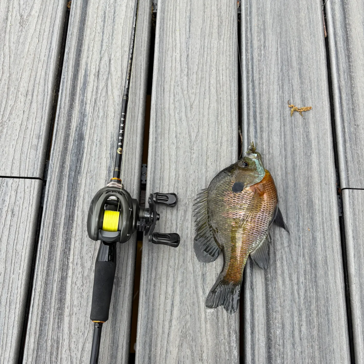 recently logged catches