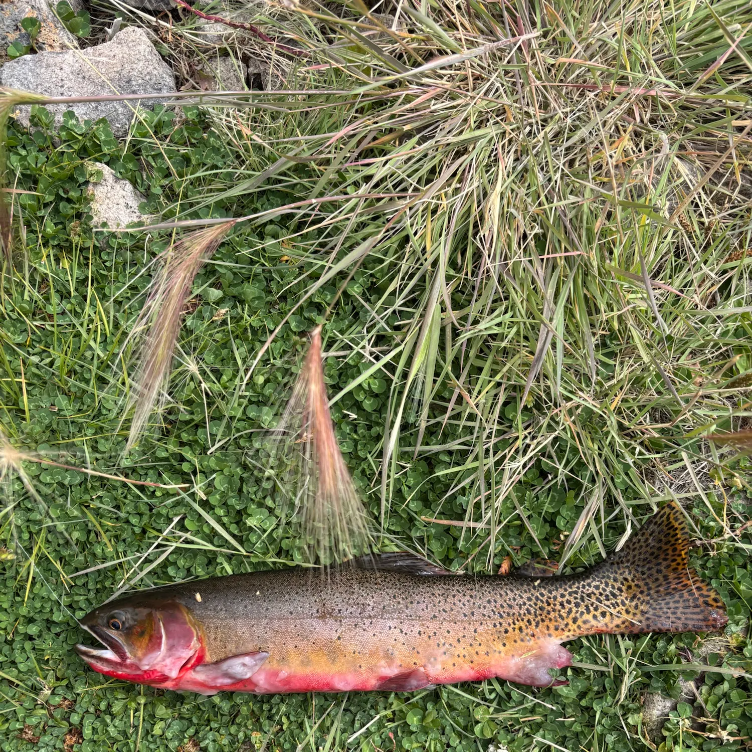 Cutthroat trout caught on Fishbrain