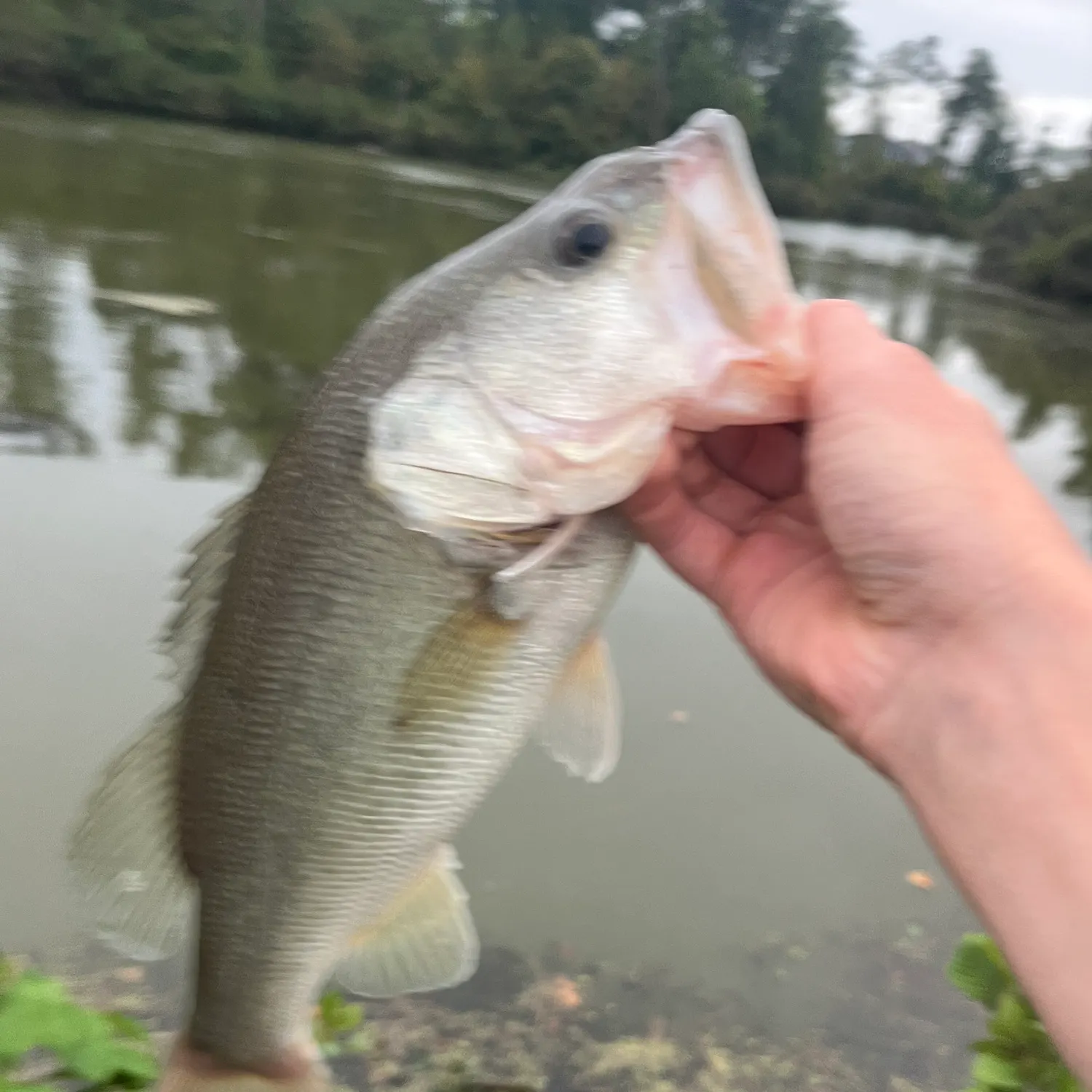 Fish caught on Fishbrain