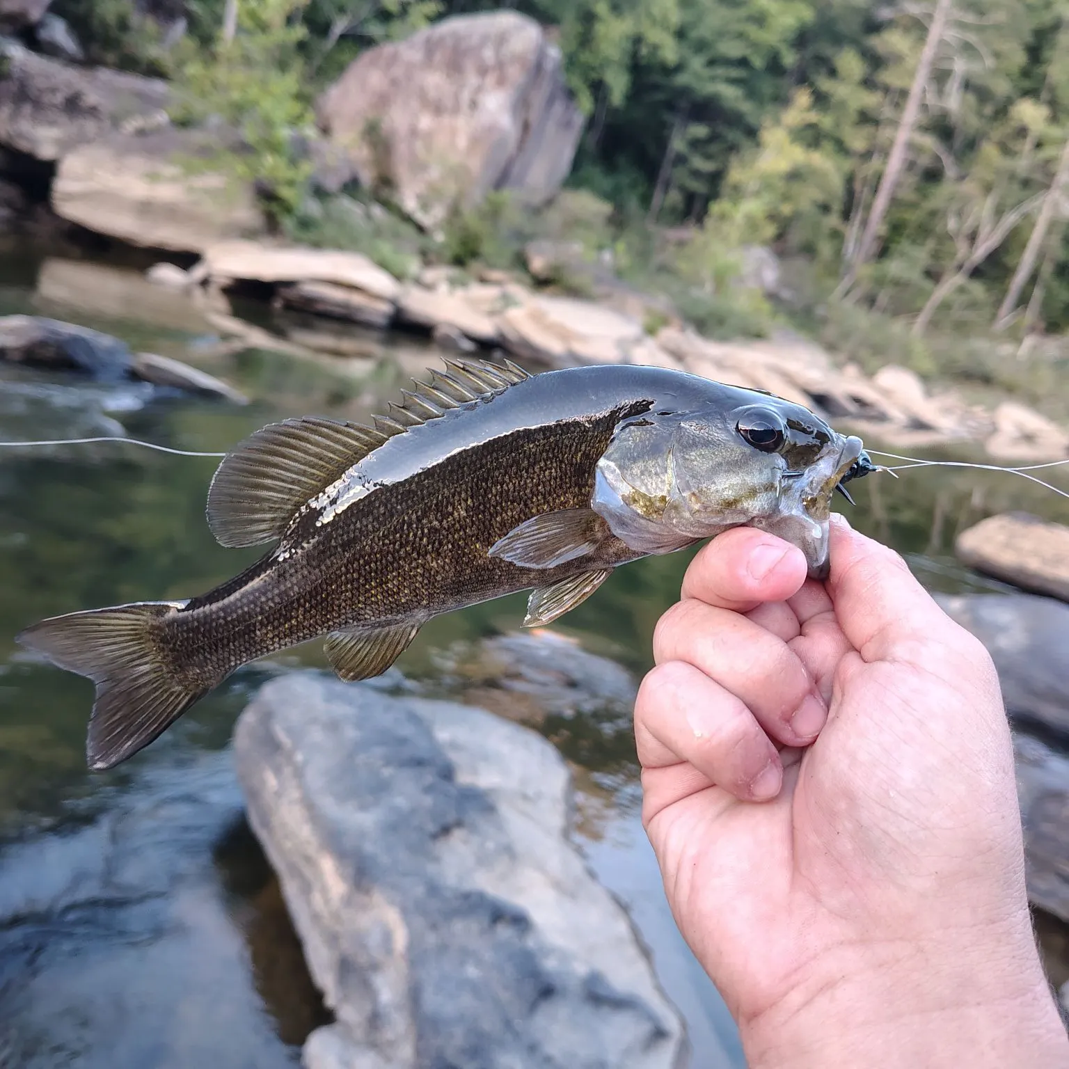 Smallmouth bass caught on Fishbrain