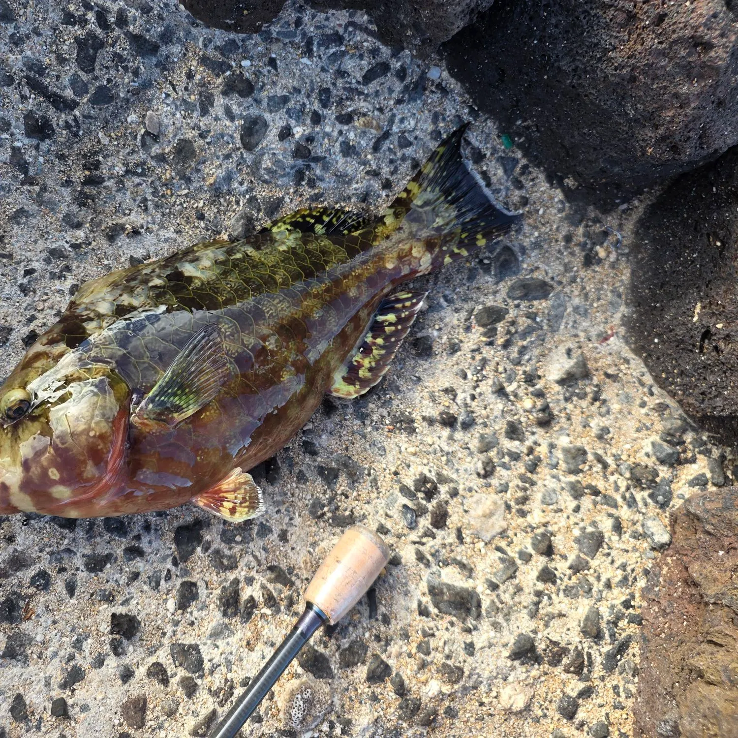 The most recent Pacific bullethead parrotfish catches on Fishbrain