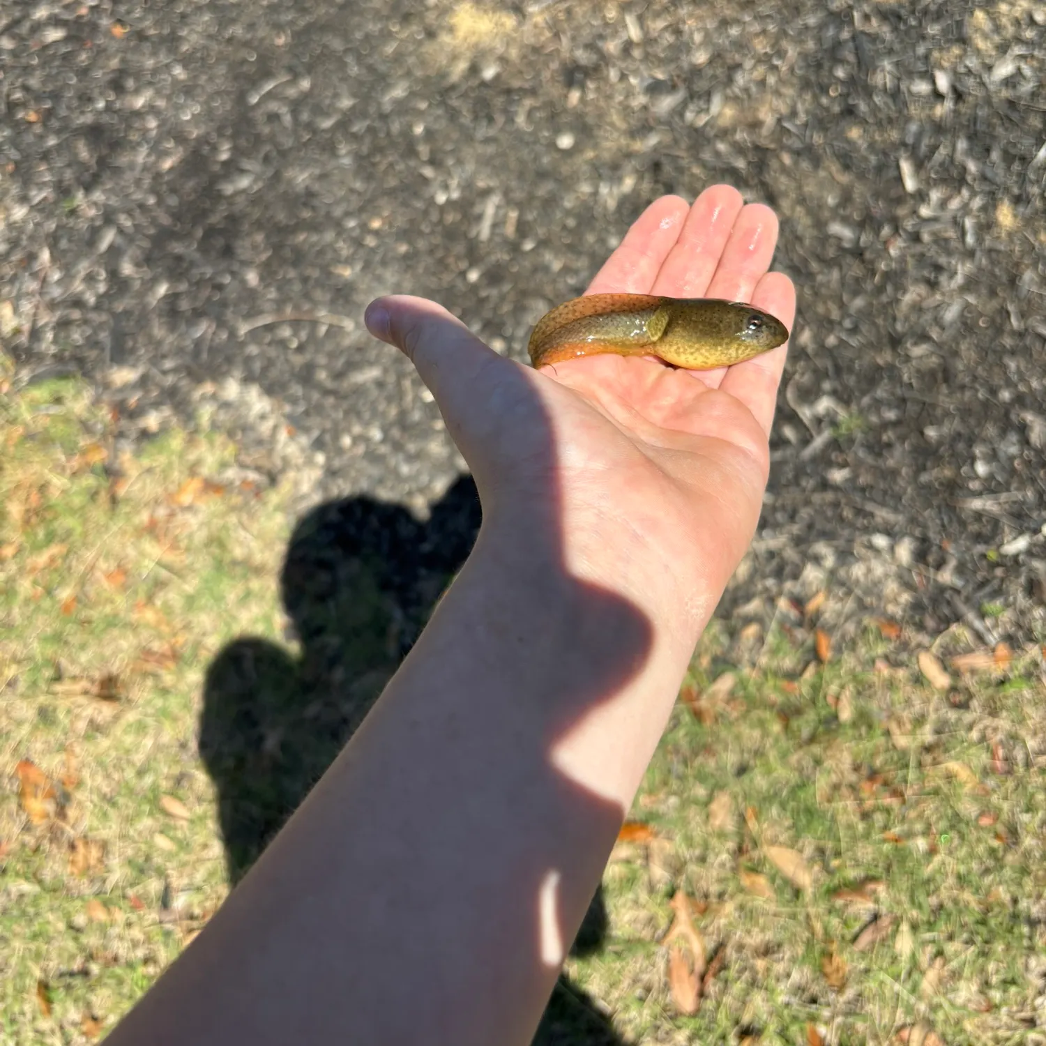 The most recent Tadpole madtom catches on Fishbrain