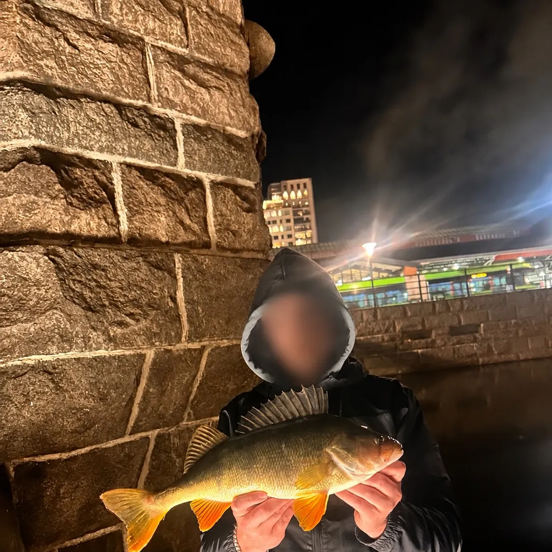 European perch caught on Fishbrain