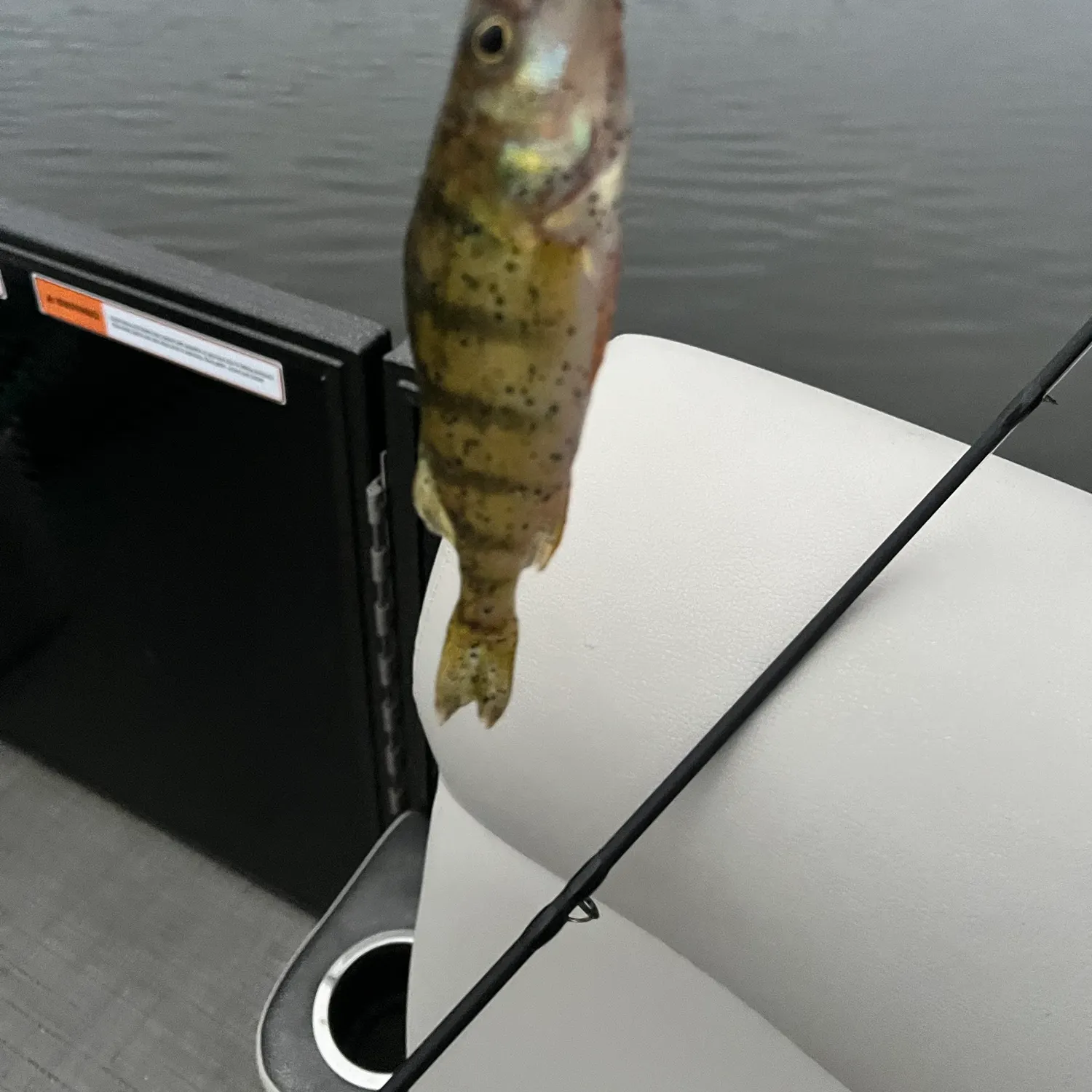 Yellow perch caught on Fishbrain