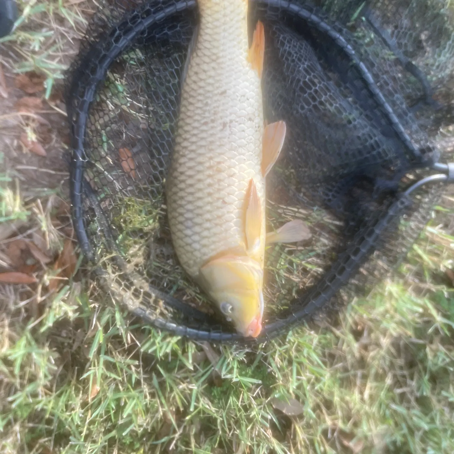 Common carp caught on Fishbrain
