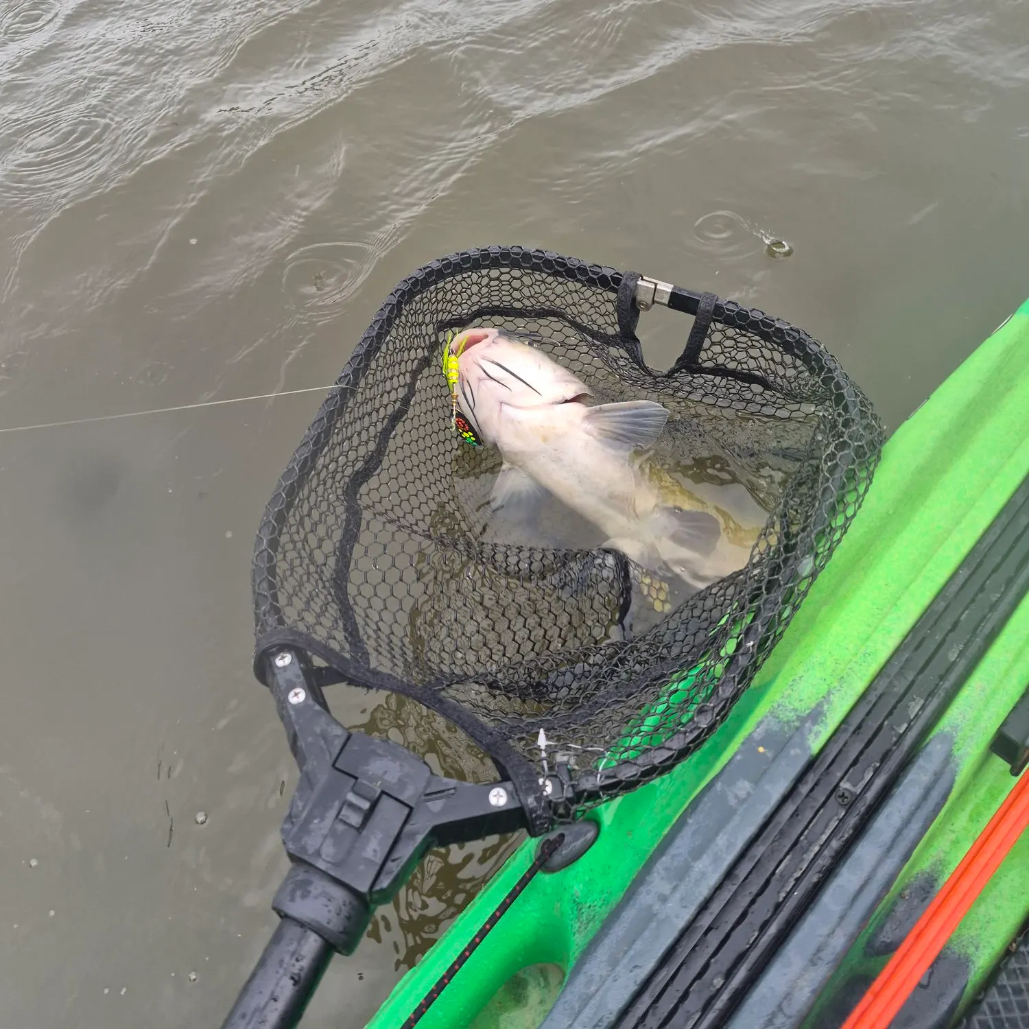 Channel catfish caught on Fishbrain
