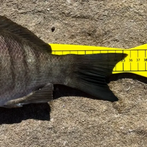 The most recent Luderick catches on Fishbrain