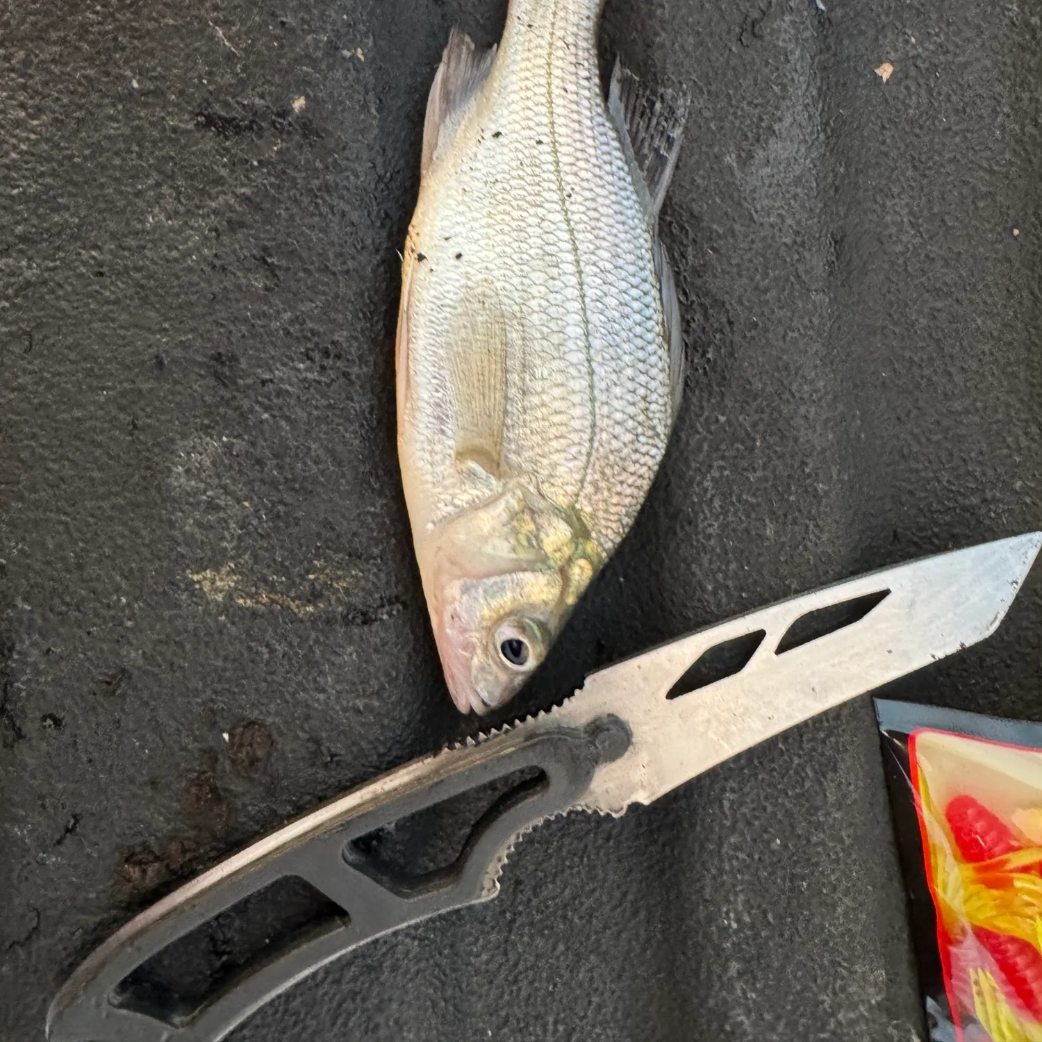 White perch caught on Fishbrain