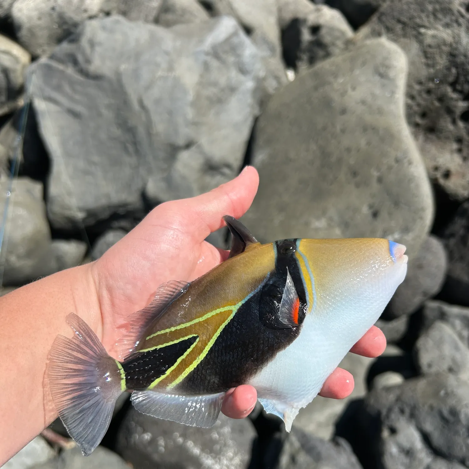 The most recent Wedge-tail triggerfish catches on Fishbrain