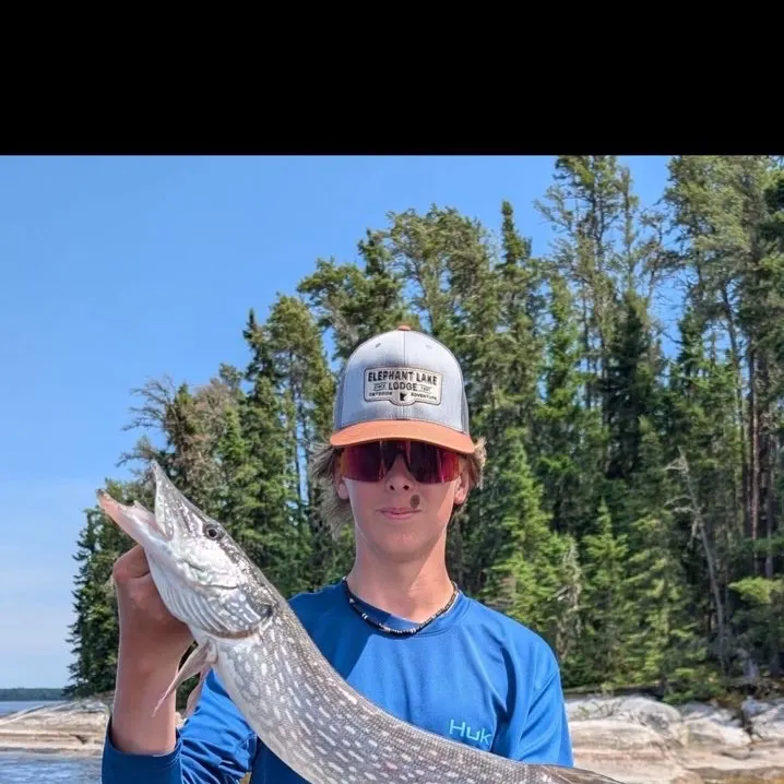 The most recent Northern pike catches on Fishbrain