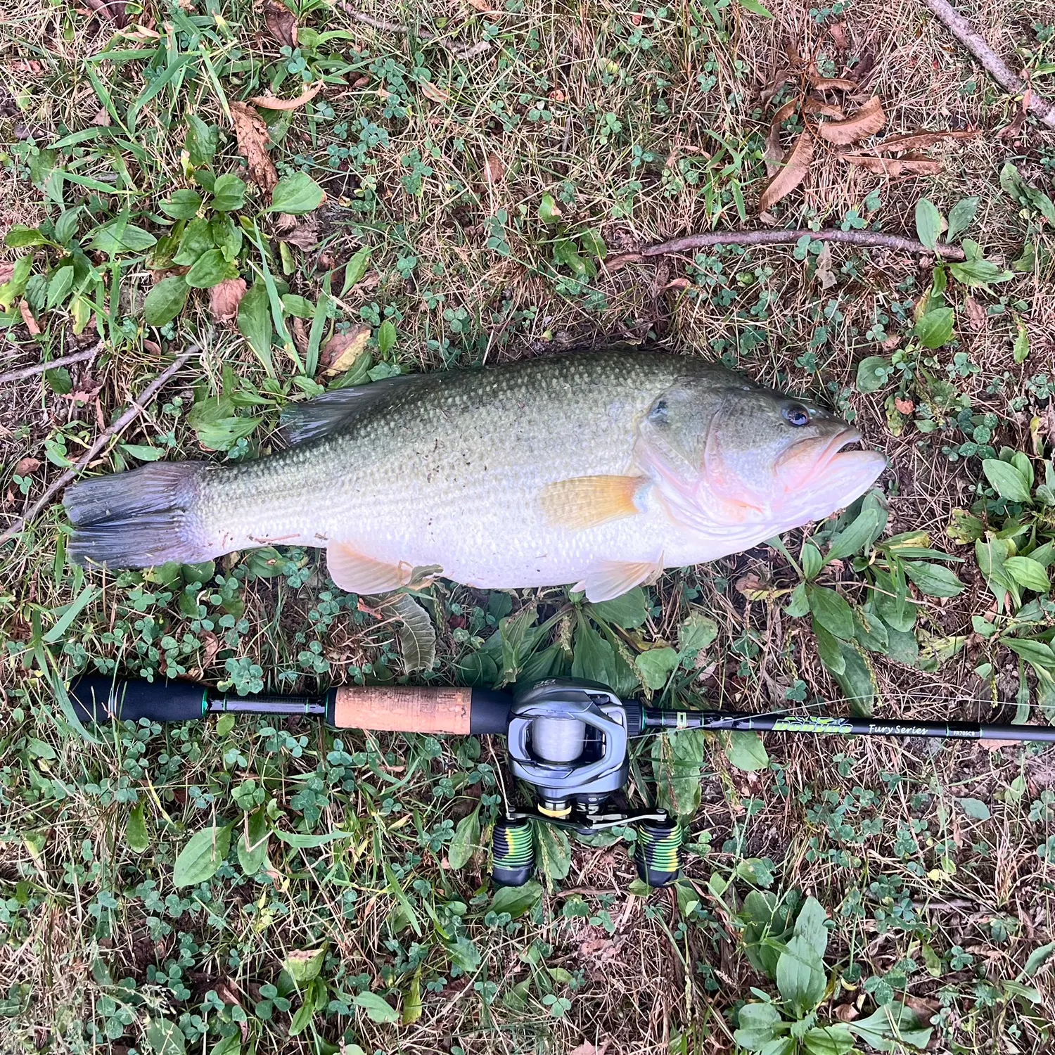 Largemouth bass caught on Fishbrain