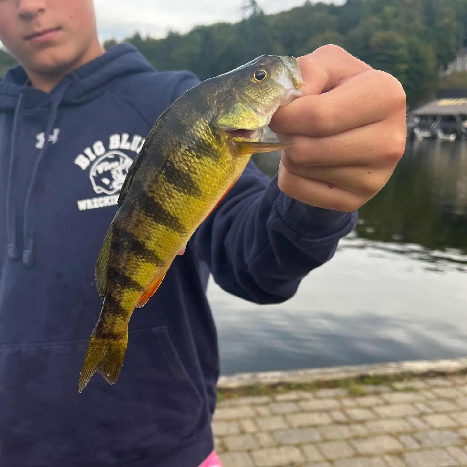Yellow perch caught on Fishbrain