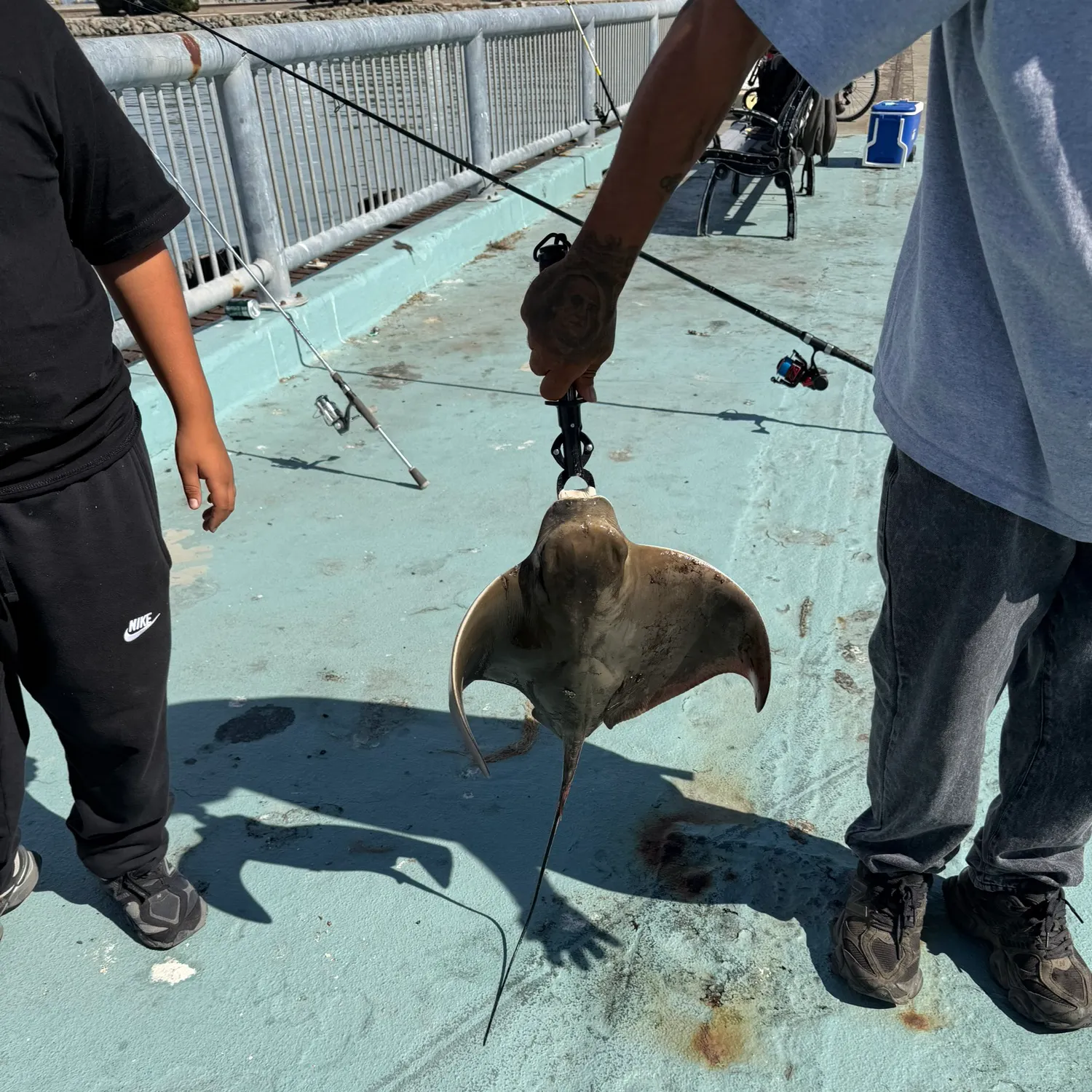 Bat eagle ray caught on Fishbrain