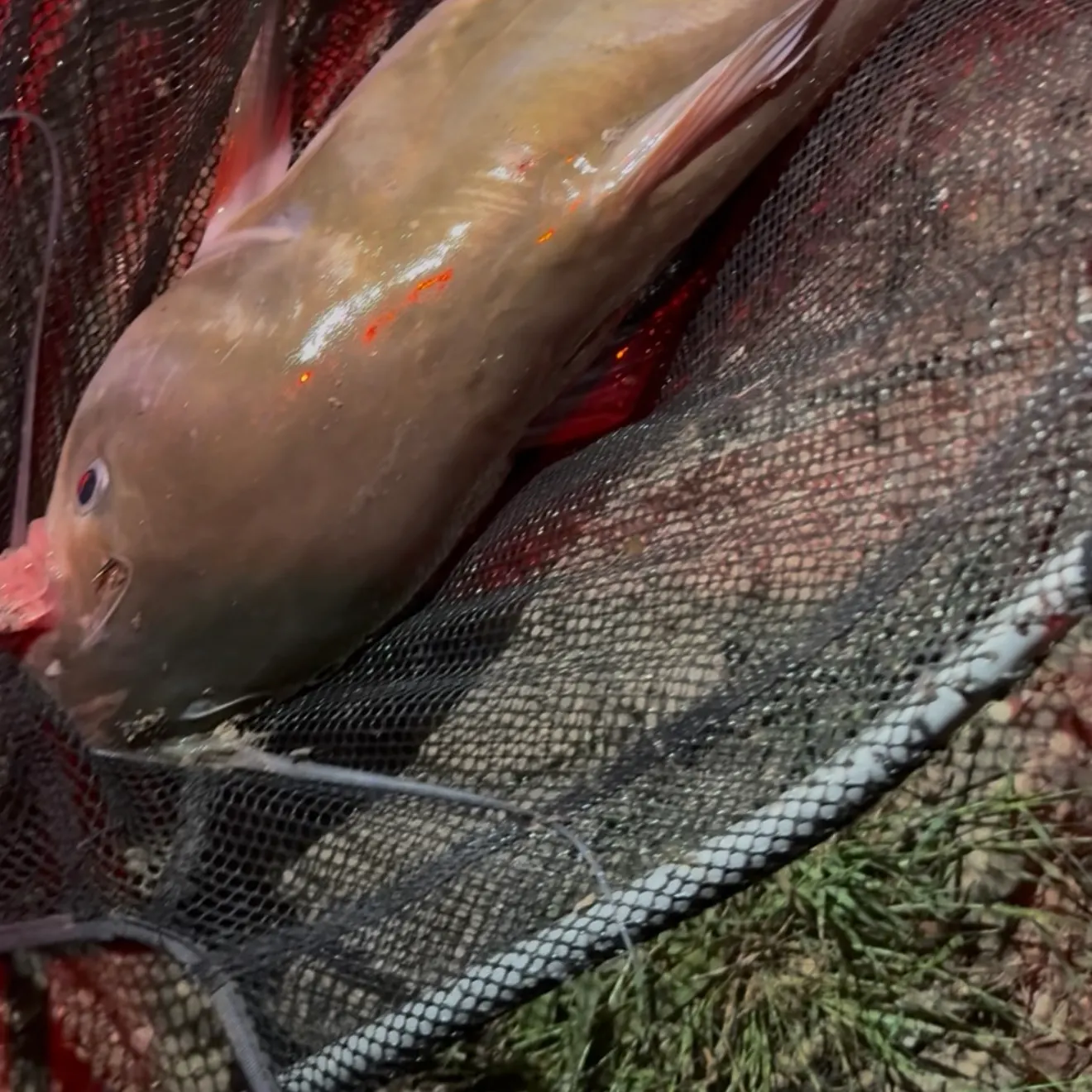 Channel catfish caught on Fishbrain