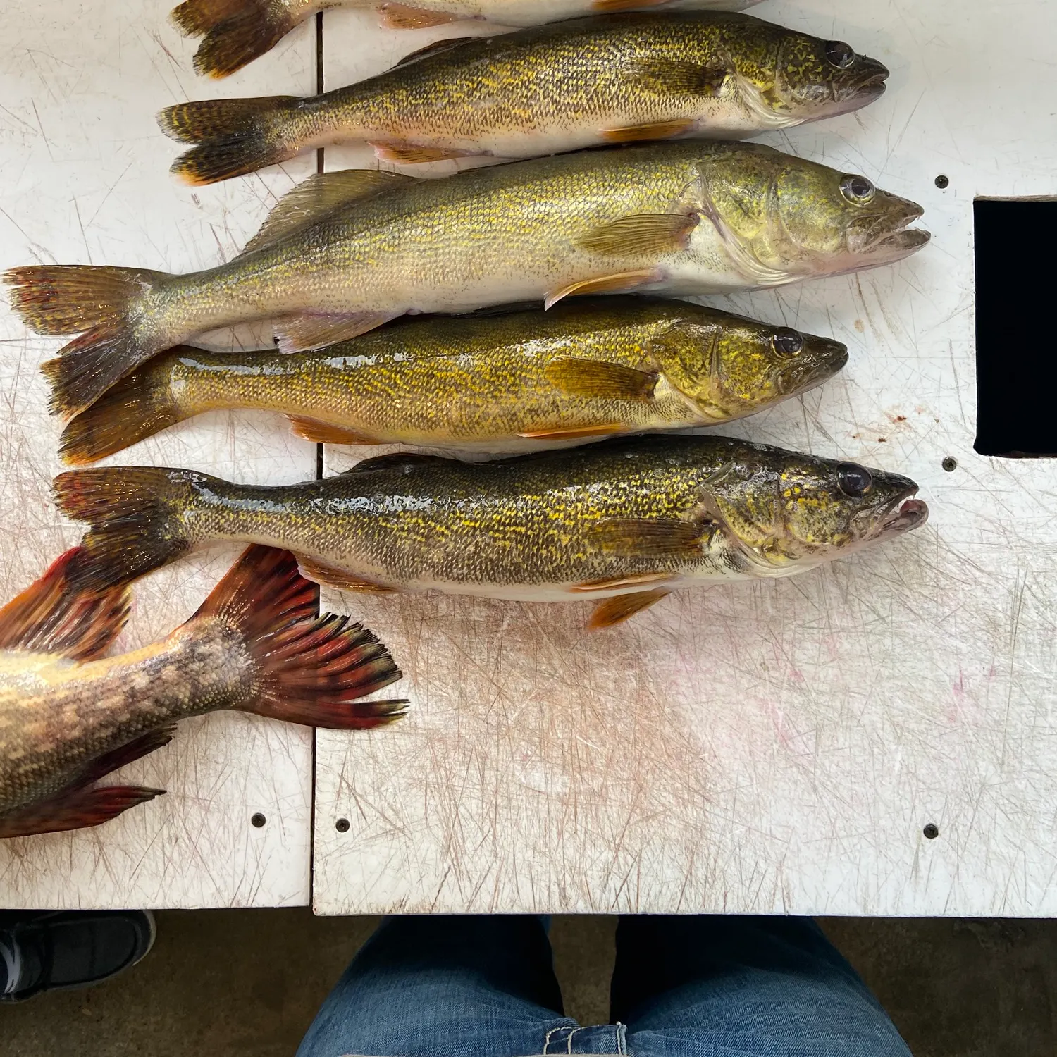 recently logged catches