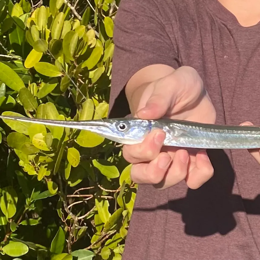 The most recent Redfin needlefish catches on Fishbrain