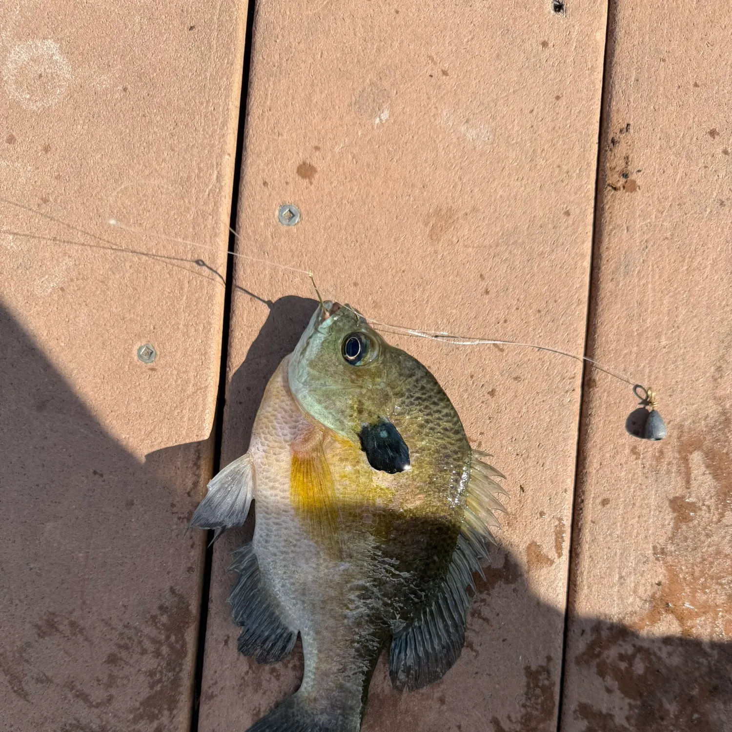 Bluegill caught on Fishbrain