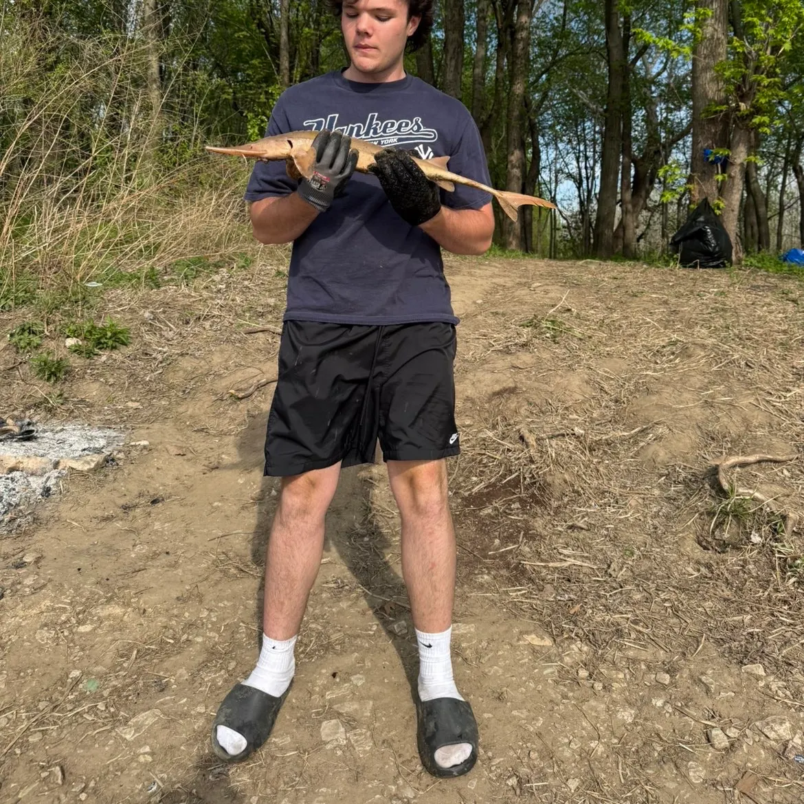 The most recent Shovelnose sturgeon catches on Fishbrain