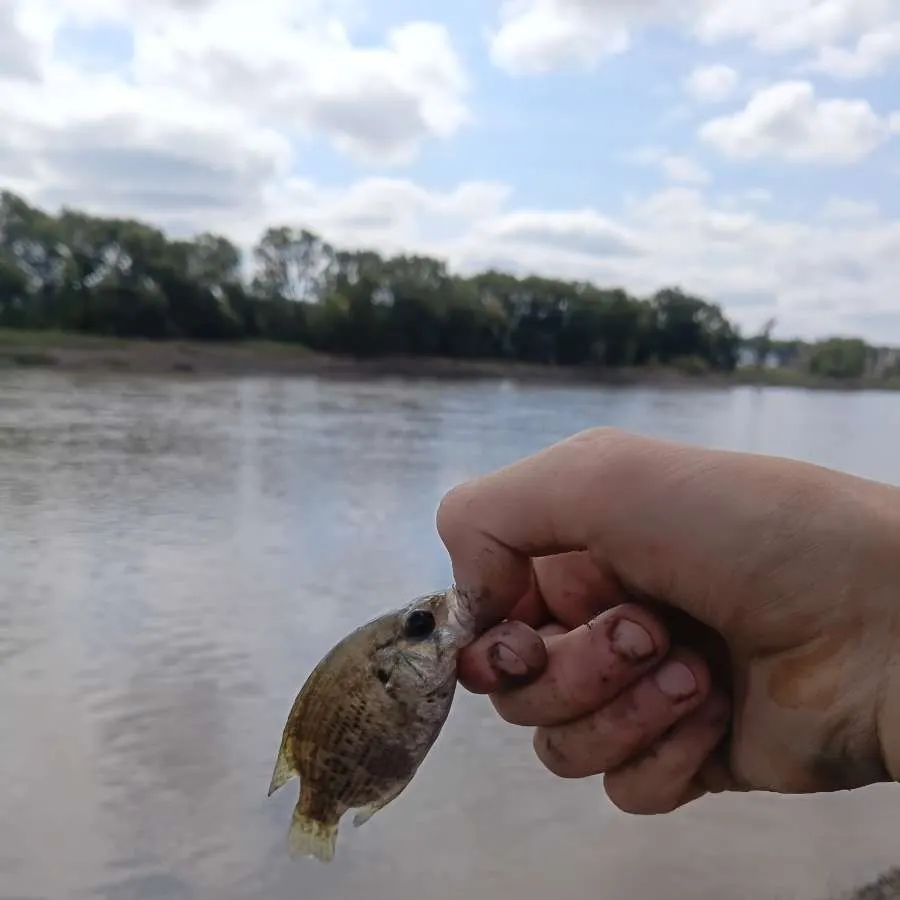 Rock bass caught on Fishbrain