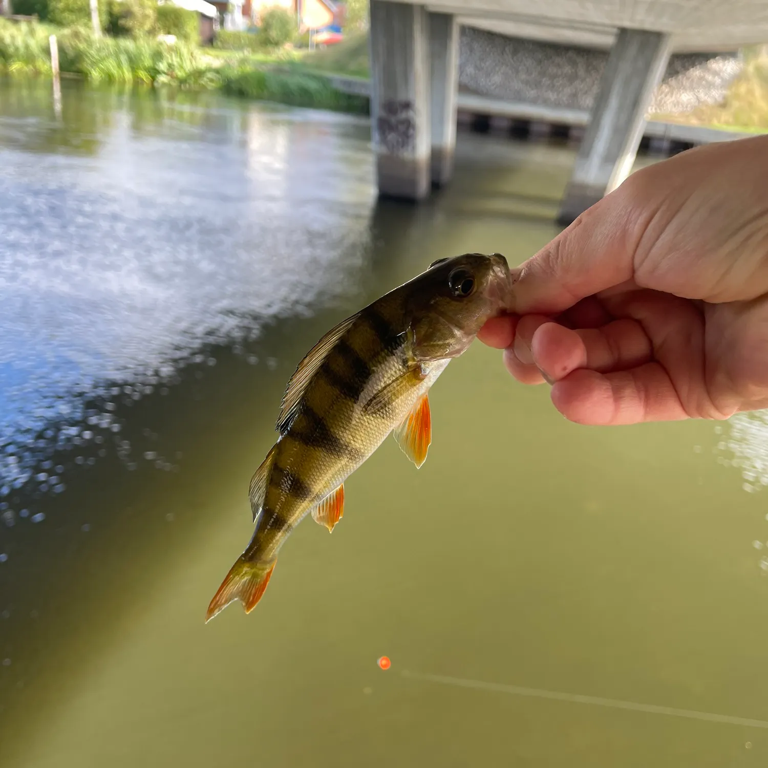 European perch caught on Fishbrain