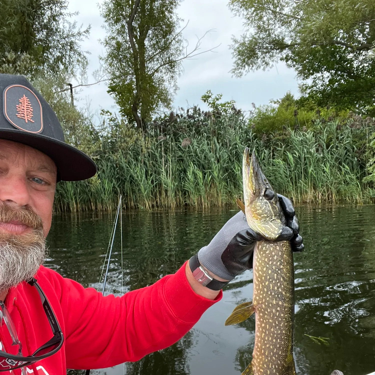 Northern pike caught on Fishbrain