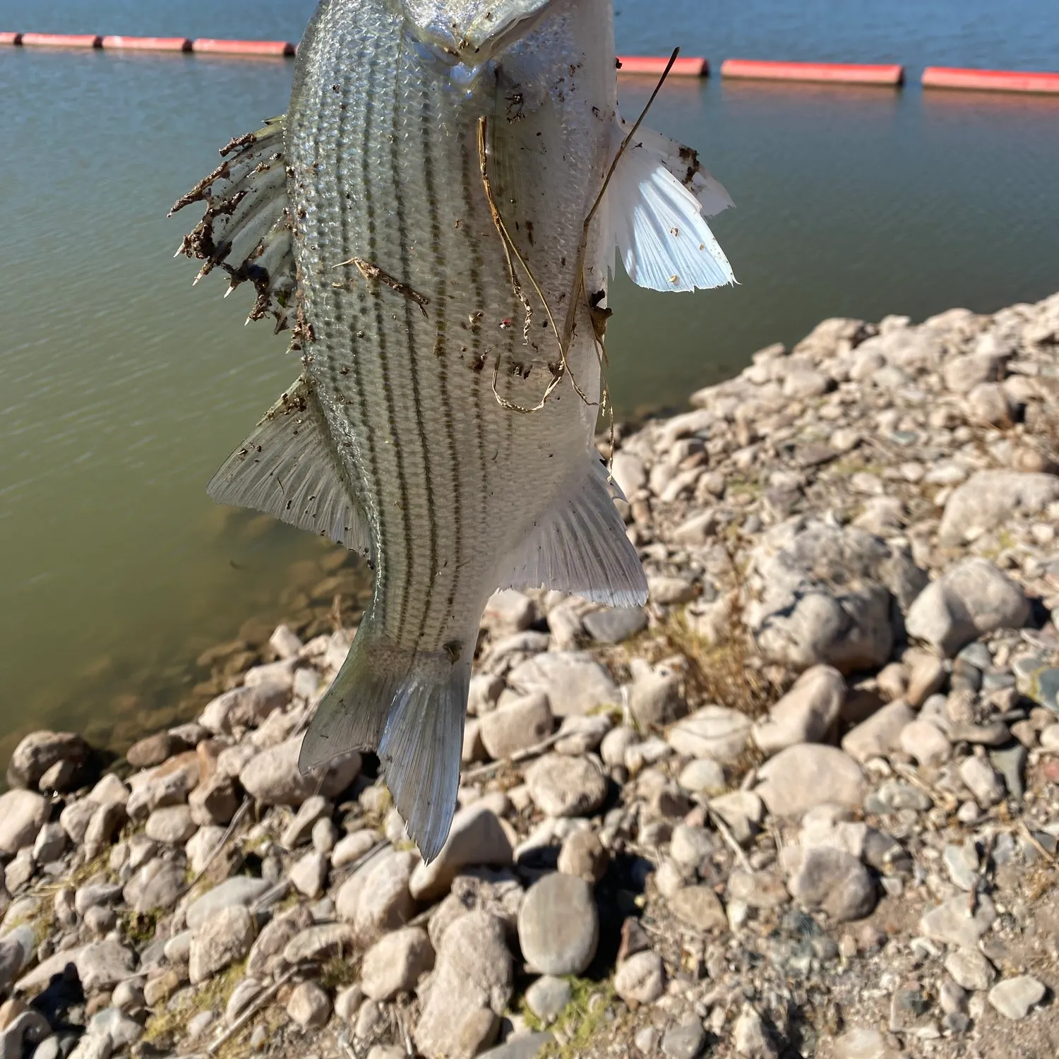 The most recent Hybrid striped bass catches on Fishbrain