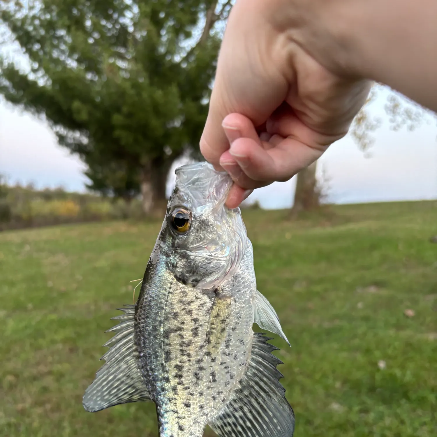 Black crappie caught on Fishbrain